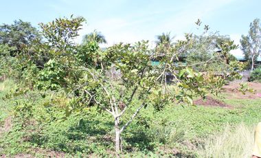 Land for Rent Calamba, Laguna