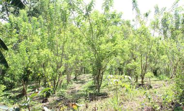 Land for Rent Calamba, Laguna