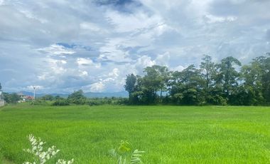 14-3-82 Rai of land for sale near San Kamphaeng