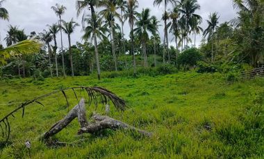 Bohol farm lot for sale 9,000 sqm in Sagbayan Bohol 1.2M negotiable