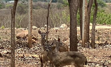 TERRENOS RESIDENCIALES CON VISTA AL MAR EN PUERTO ESCONDIDO