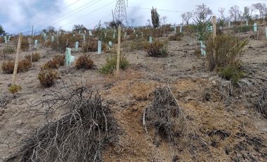 SE VENDE TERRENO LADERA DE CERRO LA BATALLA ,CALERA DE TANGO DE 5.500 M2 EN  UF 900   $35.500.000