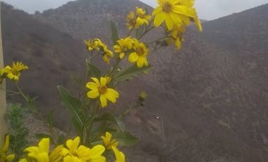 SE VENDE TERRENO LADERA DE CERRO LA BATALLA ,CALERA DE TANGO DE 5.500 M2 EN  UF 900   $35.500.000