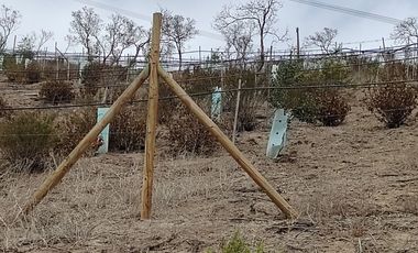 SE VENDE TERRENO LADERA DE CERRO LA BATALLA ,CALERA DE TANGO DE 5.500 M2 EN  UF 900   $35.500.000