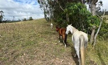 Terreno de venta en Cotacachi sector Cuicocha, 3 ha