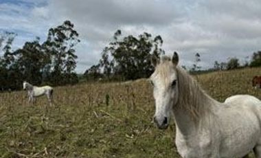 Terreno de venta en Cotacachi sector Cuicocha, 3 ha