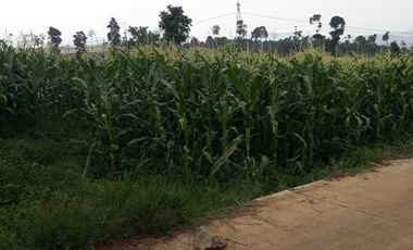 3,5 Ha Tanah Datar Terbelah Jalan Cor, Pinggirsari, Arjasari, Kab.Bandung