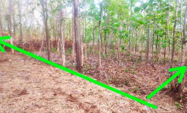 Tanah Datar 1615m² Hanya 250Jt Boyolali