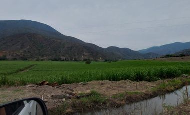 Terreno en venta con sembríos de caña en Catamayo