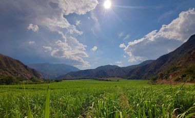 Terreno en venta con sembríos de caña en Catamayo