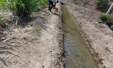 Terreno en venta con sembríos de caña en Catamayo