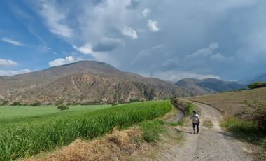 Terreno en venta con sembríos de caña en Catamayo
