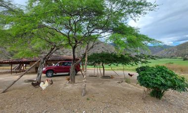 Terreno en venta con sembríos de caña en Catamayo