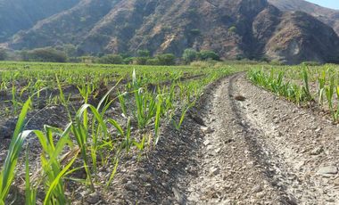 Terreno en venta con sembríos de caña en Catamayo