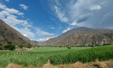 Terreno en venta con sembríos de caña en Catamayo