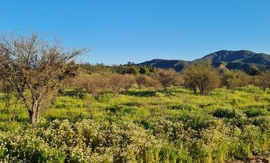 OFERTA UNICA, solo 3 parcelas de 20.000 m2, precio irrepetible!