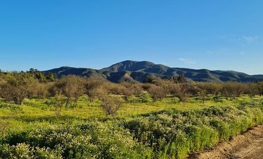 OFERTA UNICA, solo 3 parcelas de 20.000 m2, precio irrepetible!