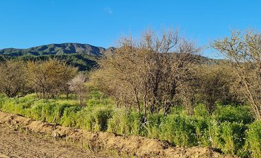 OFERTA UNICA, solo 3 parcelas de 20.000 m2, precio irrepetible!