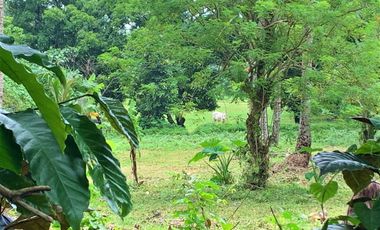 For Sale: Agricultural Lot in Alfonso Cavite