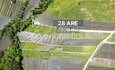 Land of Dreams: Exclusive Leasehold Opportunity in Kedungu – Craft Your Bali Oasis!