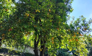 Hermosa propiedad con amplio jardín en Tepoztlán, Morelos rodeada de árboles frutales