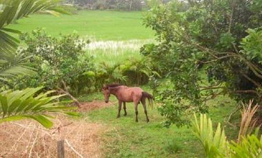 For Sale HOUSE & LOT WITH FARM IN DAVAO DEL NORTE