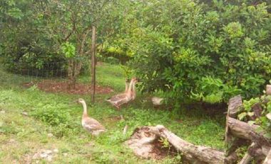 For Sale HOUSE & LOT WITH FARM IN DAVAO DEL NORTE
