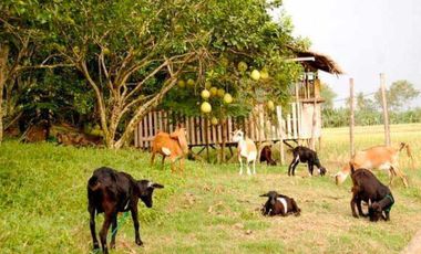 For Sale HOUSE & LOT WITH FARM IN DAVAO DEL NORTE