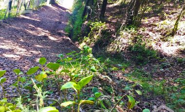 LINDO TERRENO CON VISTAS PANORAMICAS EN LA MONTAÑA DE CARBONERAS