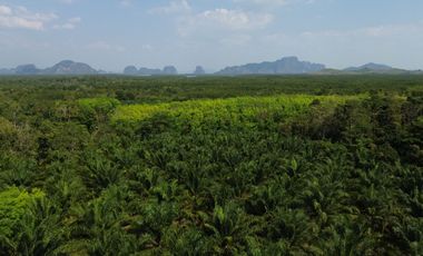 22.5 rai of palm and rubber plantation land for sale with majestic mountain views in Takua Thung Phangnga