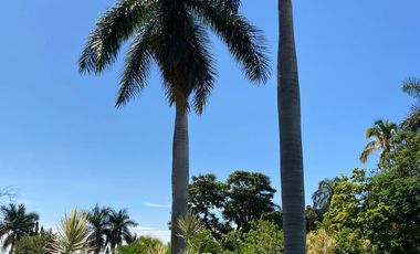 CASA EN RENTA COL PALMIRA CUERNAVACA MORELOS. UN LUGAR MUY TRANQUILO