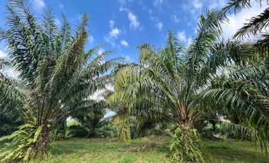 4 Rai of palm plantation near Natai beach is for sale in Khok Kloi, Phang Nga.