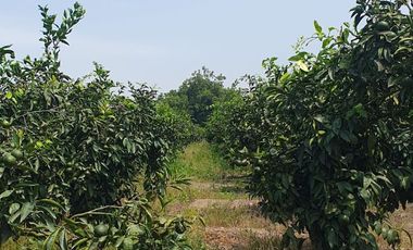 VENDO TERRENO AGRICOLA A 13 minutos del centro de Huaral y 35m del MegaPuerto de Chancay