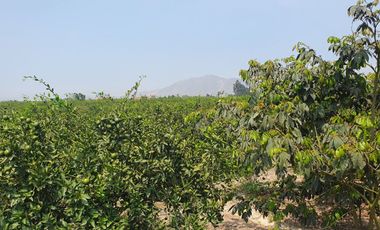 VENDO TERRENO AGRICOLA A 13 minutos del centro de Huaral y 35m del MegaPuerto de Chancay
