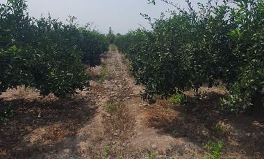 VENDO TERRENO AGRICOLA A 13 minutos del centro de Huaral y 35m del MegaPuerto de Chancay
