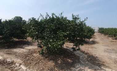 VENDO TERRENO AGRICOLA A 13 minutos del centro de Huaral y 35m del MegaPuerto de Chancay
