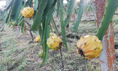 FINCA LA BONITA DE VENTA EN PALORA-MORONA SANTIAGO