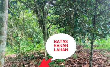 Dijual Kavling Perum Cilayang Lebak Banten Murah Lokasi Nyaman Sangat Strategis