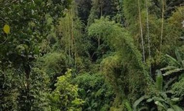Resort and Farmland for Sale in Brgy. Cumba Lipa City, Batangas