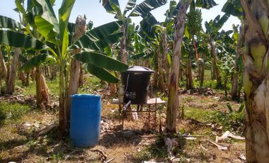 FINCA DE BANANO 4 HAS EN PRODUCCION EN LA ZONA BANANERA.