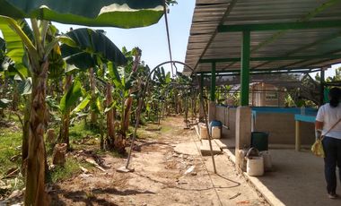 FINCA DE BANANO 4 HAS EN PRODUCCION EN LA ZONA BANANERA.