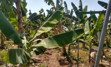 FINCA DE BANANO 4 HAS EN PRODUCCION EN LA ZONA BANANERA.