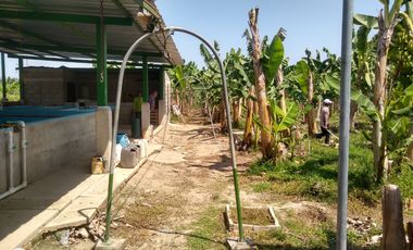FINCA DE BANANO 4 HAS EN PRODUCCION EN LA ZONA BANANERA.