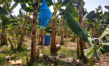 FINCA DE BANANO 4 HAS EN PRODUCCION EN LA ZONA BANANERA.