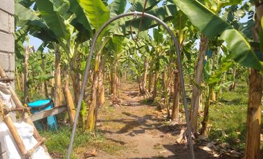 FINCA DE BANANO 4 HAS EN PRODUCCION EN LA ZONA BANANERA.