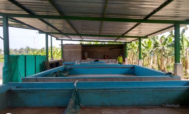 FINCA DE BANANO 4 HAS EN PRODUCCION EN LA ZONA BANANERA.