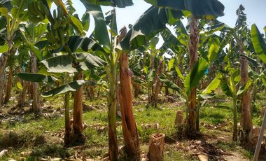 FINCA DE BANANO 4 HAS EN PRODUCCION EN LA ZONA BANANERA.