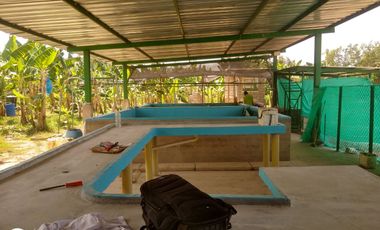 FINCA DE BANANO 4 HAS EN PRODUCCION EN LA ZONA BANANERA.