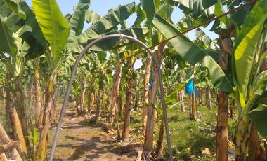FINCA DE BANANO 4 HAS EN PRODUCCION EN LA ZONA BANANERA.