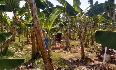 FINCA DE BANANO 4 HAS EN PRODUCCION EN LA ZONA BANANERA.